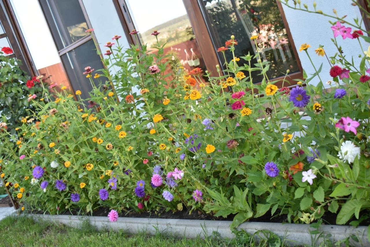 Bbs Residence Kaloşvar Dış mekan fotoğraf